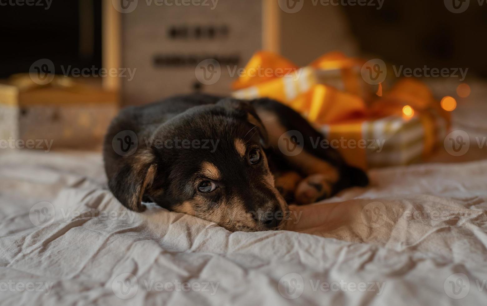 lindo perrito acostado en la cama con luces y cajas de regalo foto