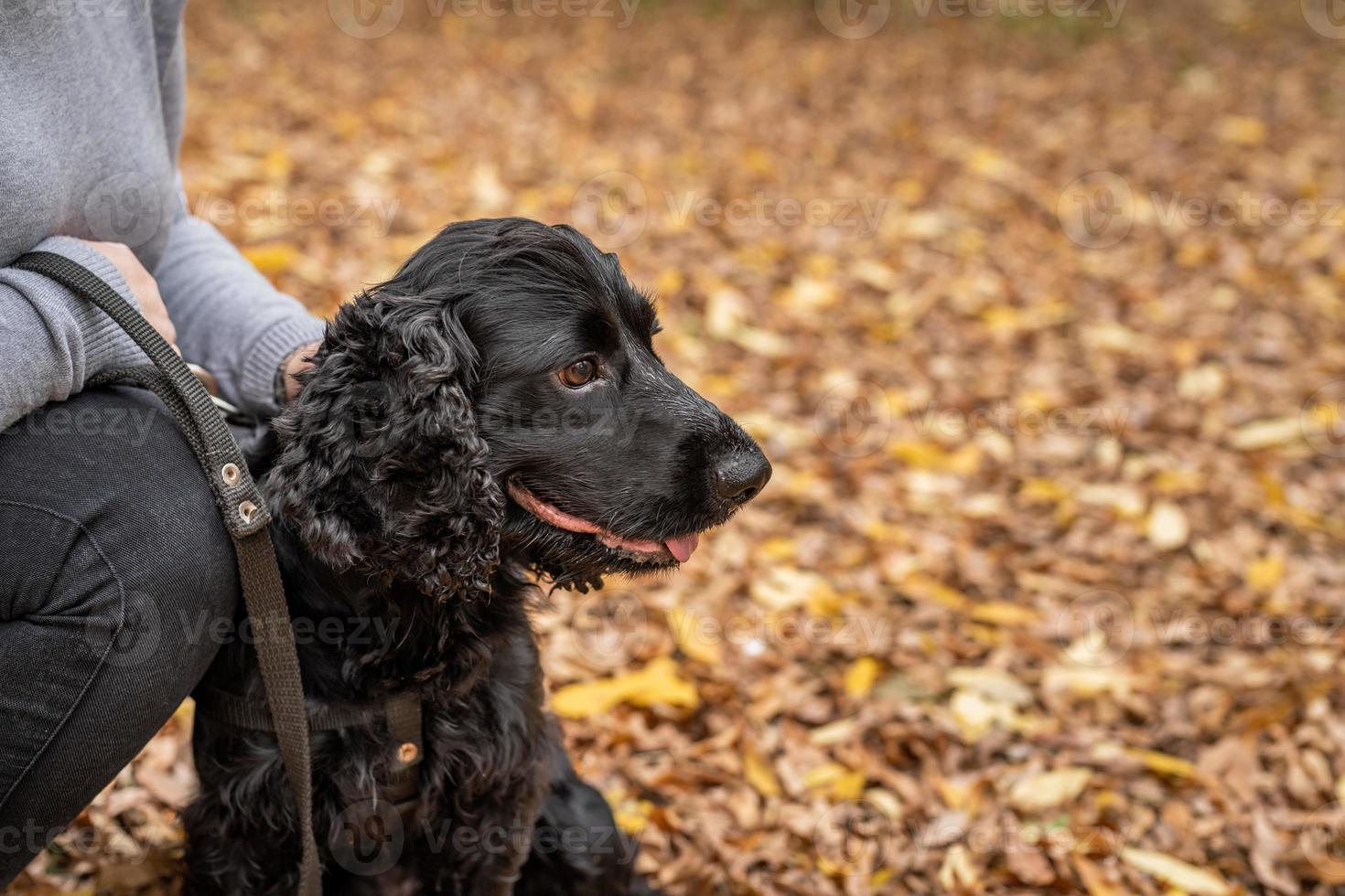 Black Cocker Spaniel sitting with the owner on the autumn leaves outdoors photo