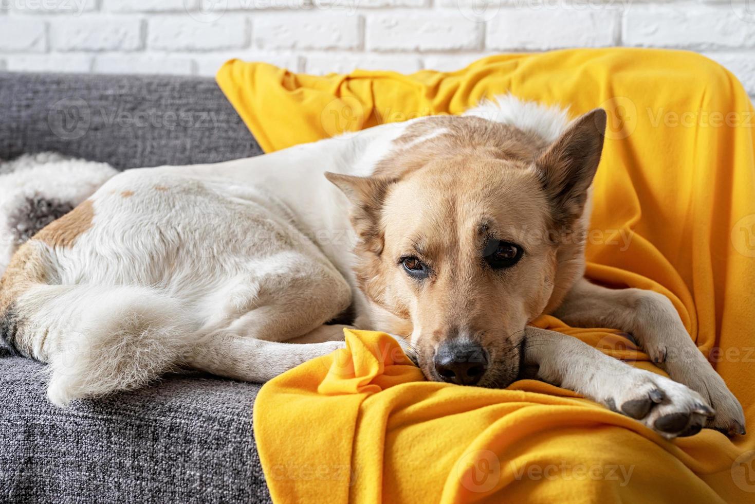 Tired shepherd dog on the sofa at home photo