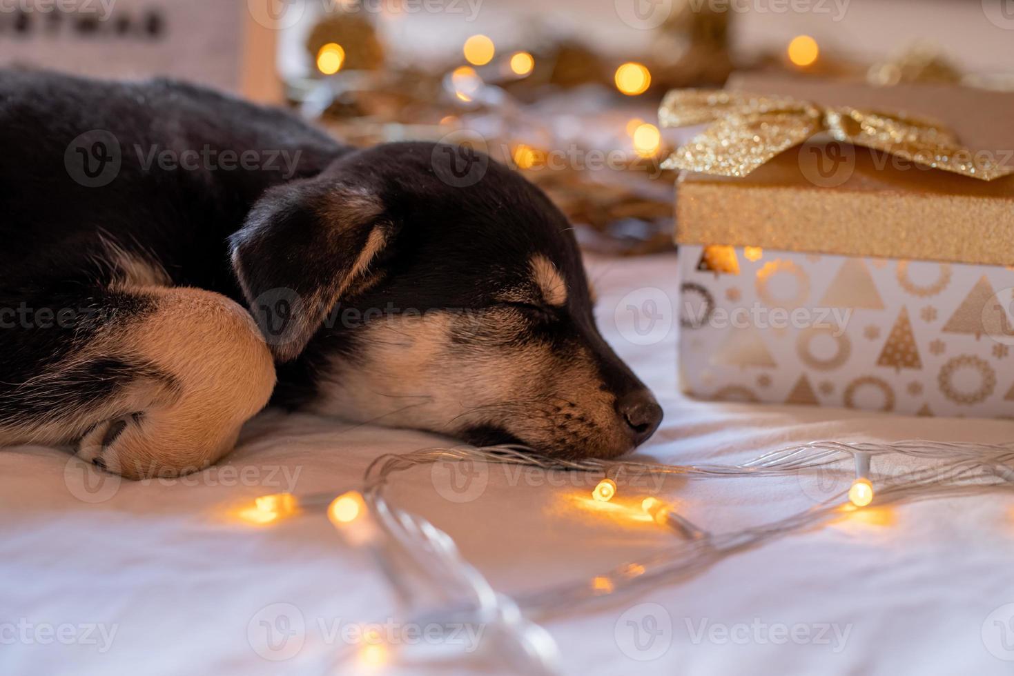 cute puppy sleeping in the bed with with lights and gift boxes photo