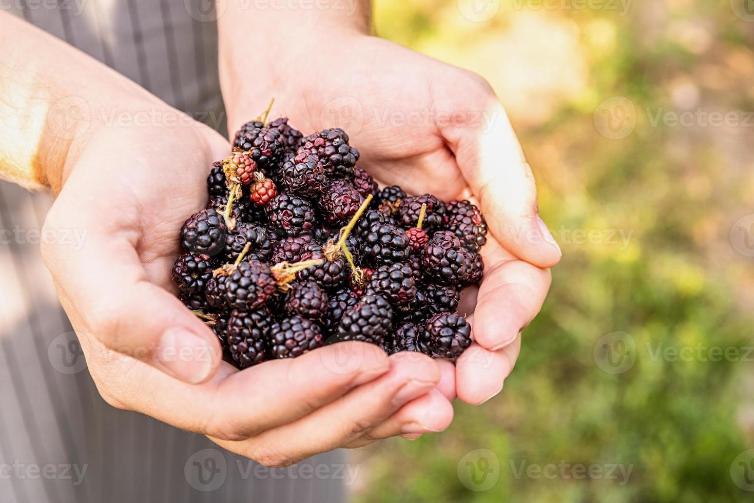 Farmer hands with freshly harvested blackberries on nature background photo