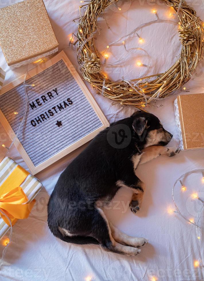 cute puppy laying in the bed with Merry Christmas felt board, gifts, wreath and lights top view photo