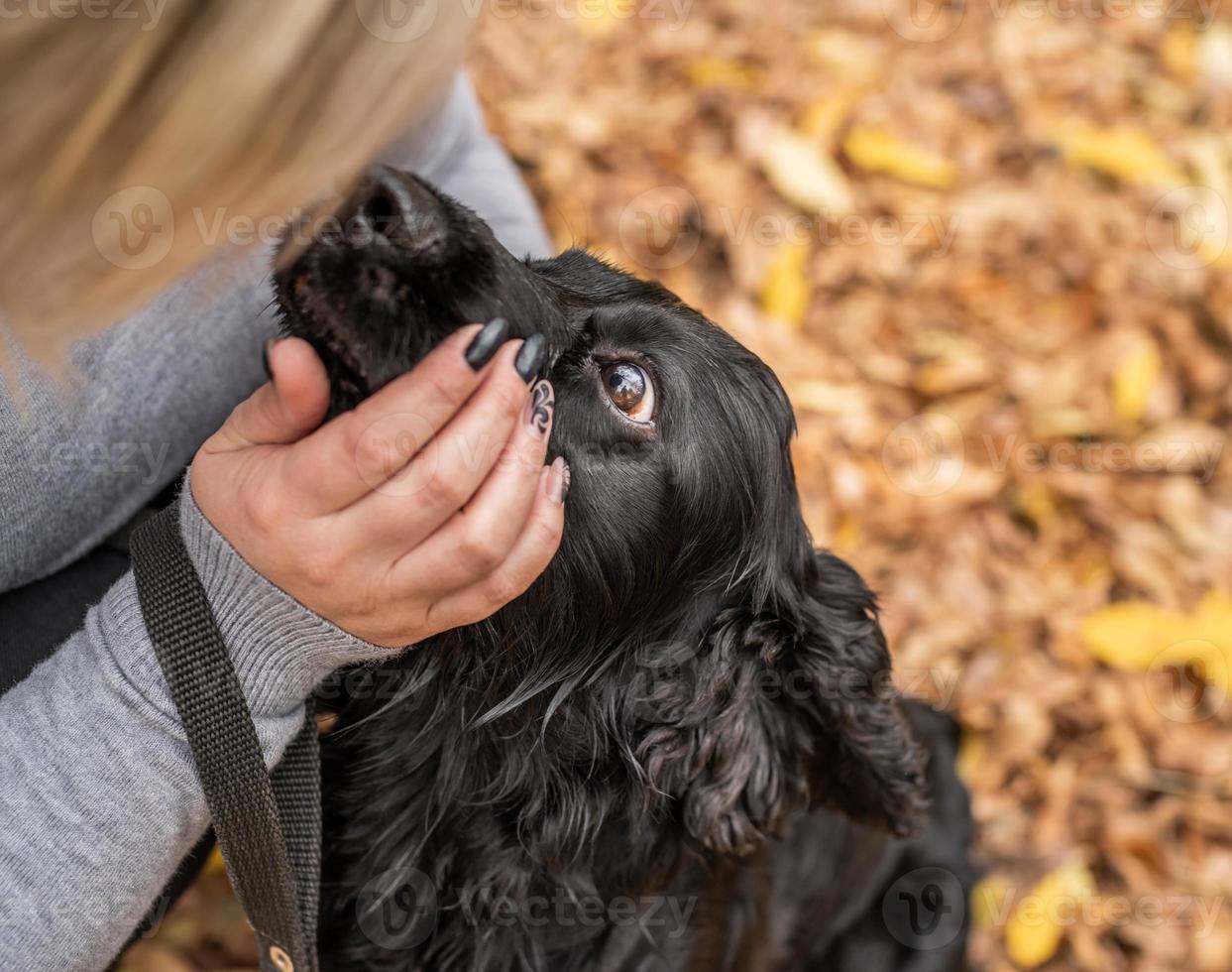 Black Cocker Spaniel looking at the owner face outdoors photo
