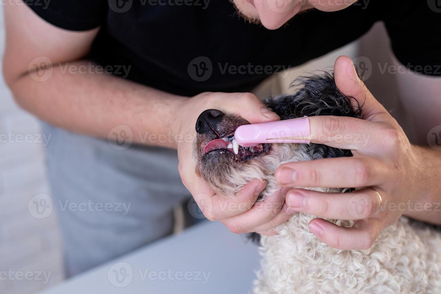 Hombre cepillarse los dientes de un lindo perro bichon frise foto