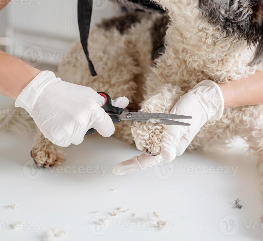 Perro Bichon Frise siendo arreglado por la mano de la mujer en guantes en casa foto