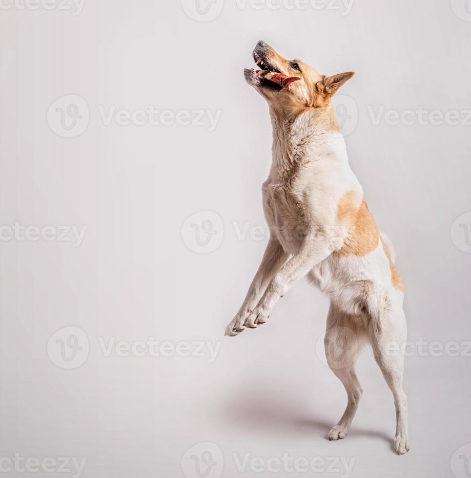 Gracioso perro pastor coger un convite aislado sobre fondo gris con espacio de copia foto