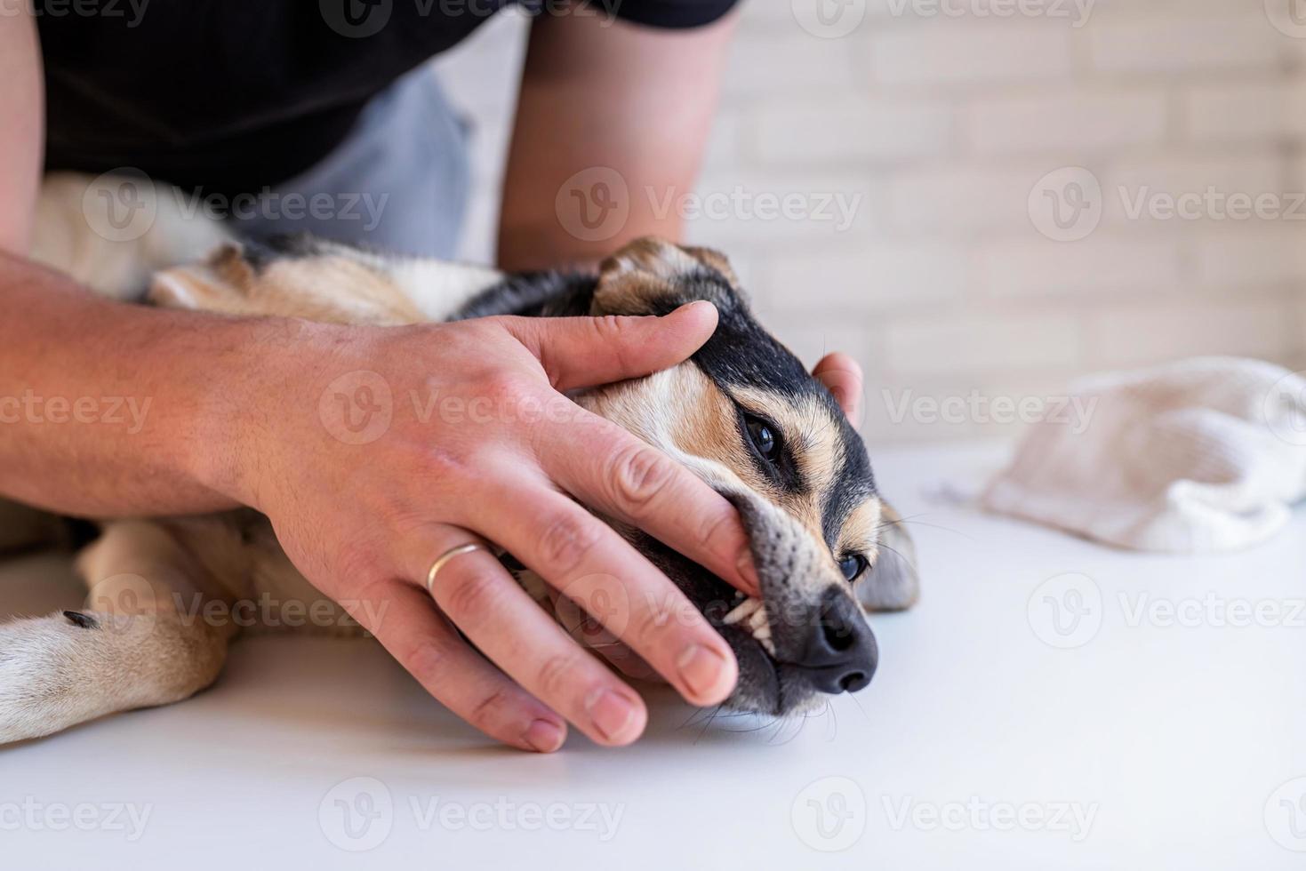 Manos de hombre cepillarse los dientes de un perro pastor de raza mixta foto