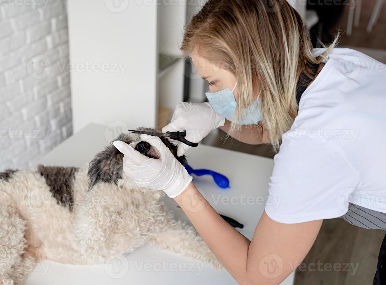 Mujer rubia con una máscara y guantes acicalando a un perro en casa foto