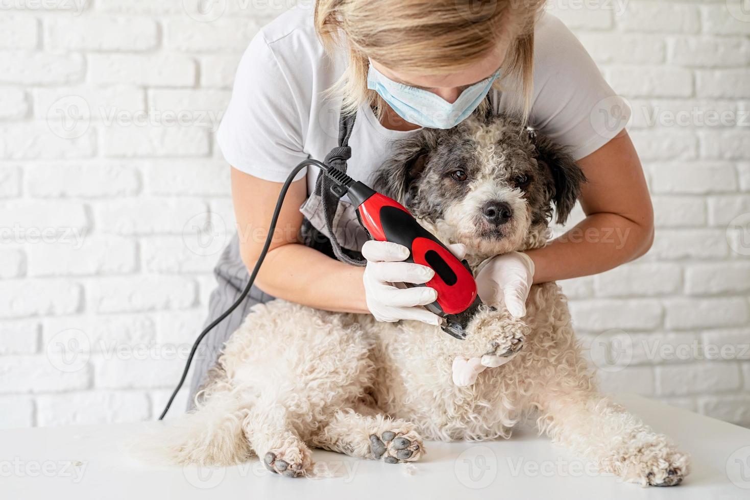 Mujer rubia con una máscara y guantes acicalando a un perro con una recortadora en casa foto