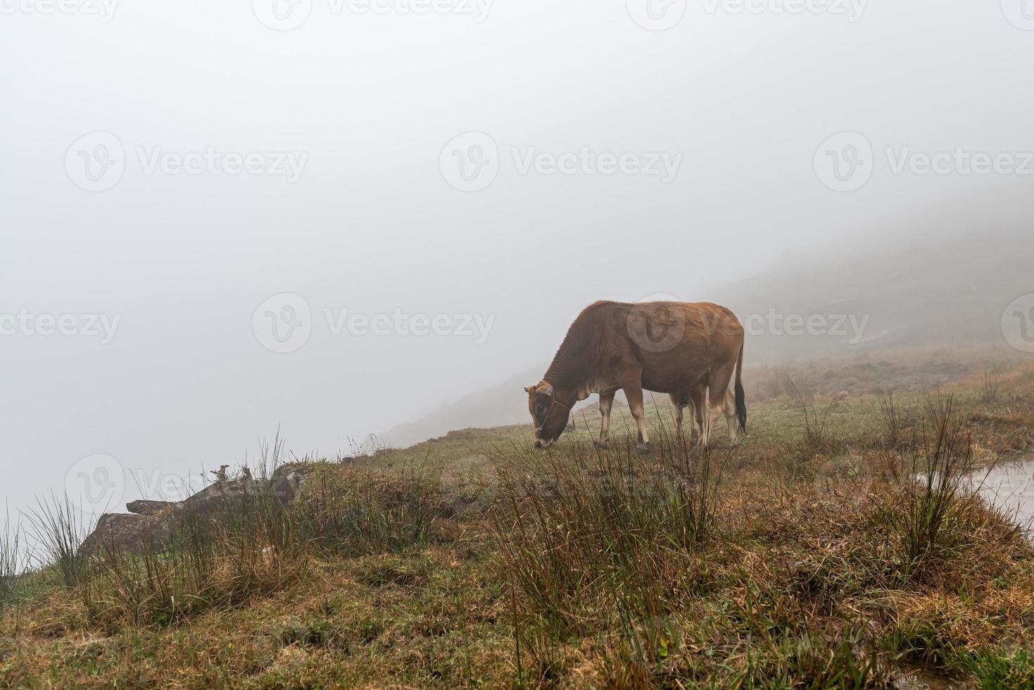 Early in the morning, cattle on the withered and yellow grassland in the fog photo