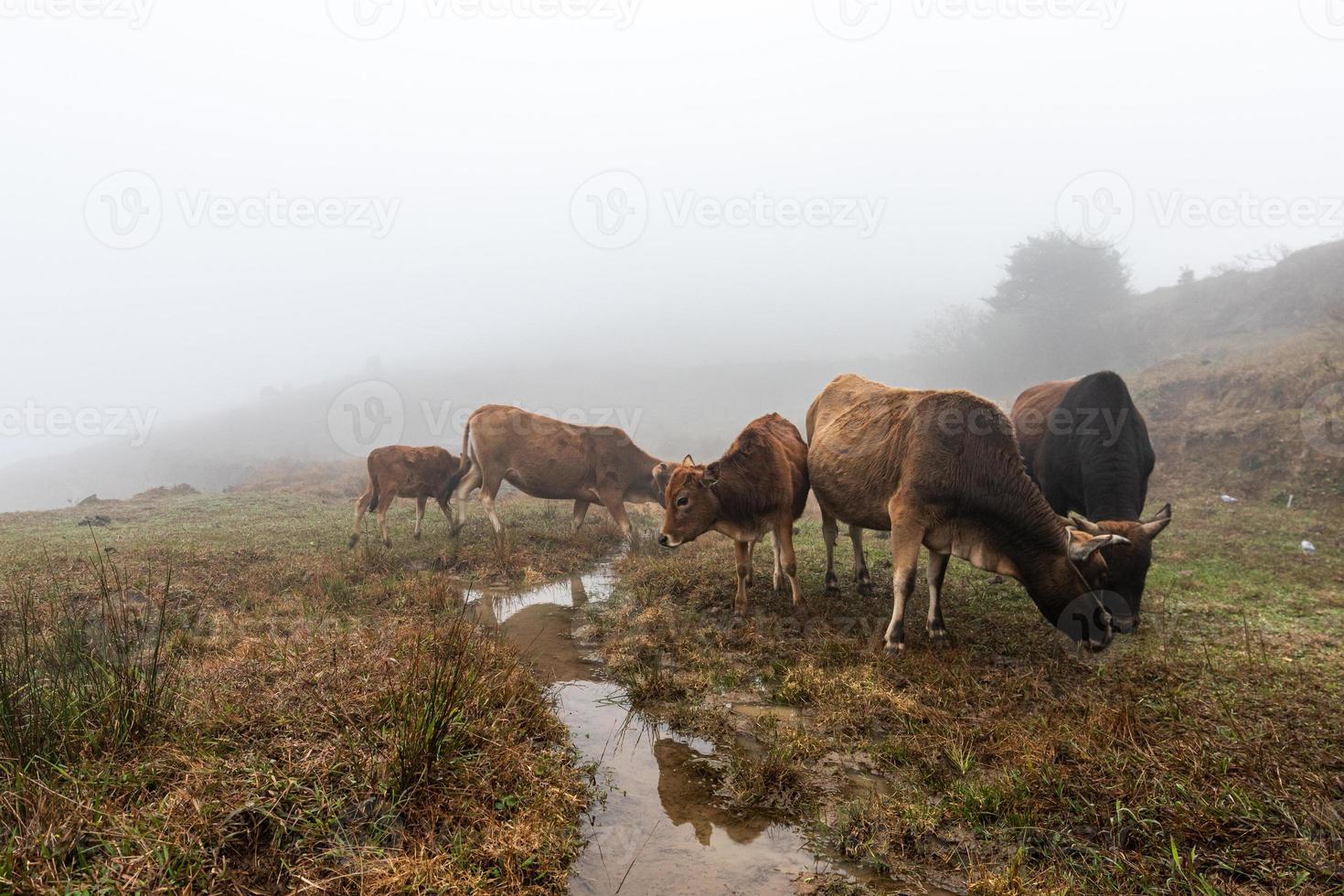 Early in the morning, cattle on the withered and yellow grassland in the fog photo