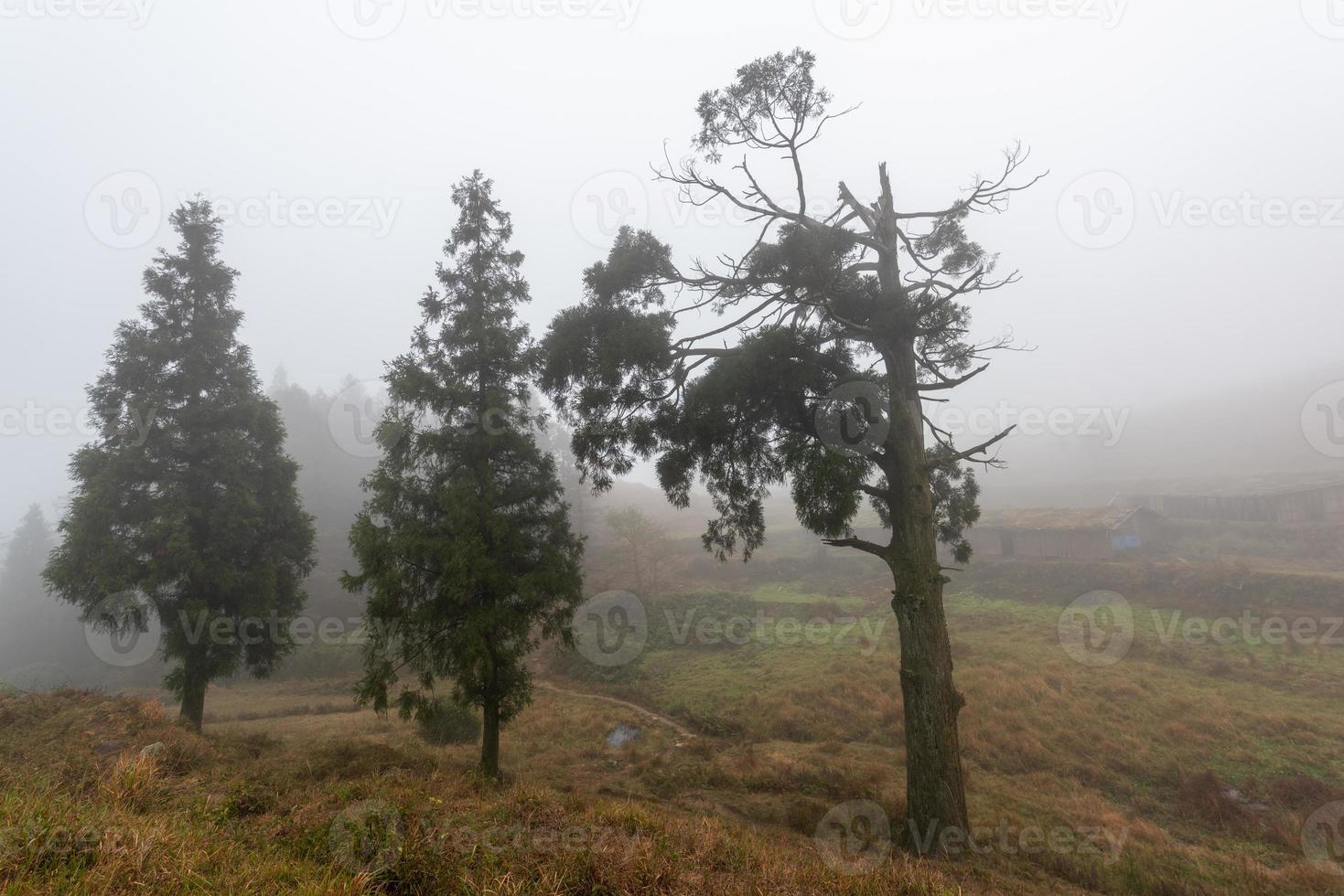 árboles en la niebla y prados amarillos foto