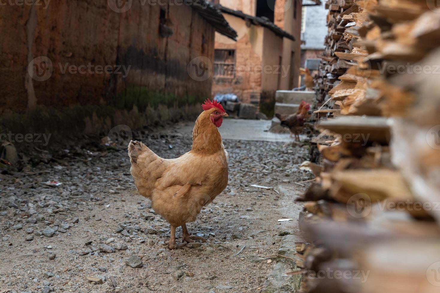 Free range hens in the countryside photo