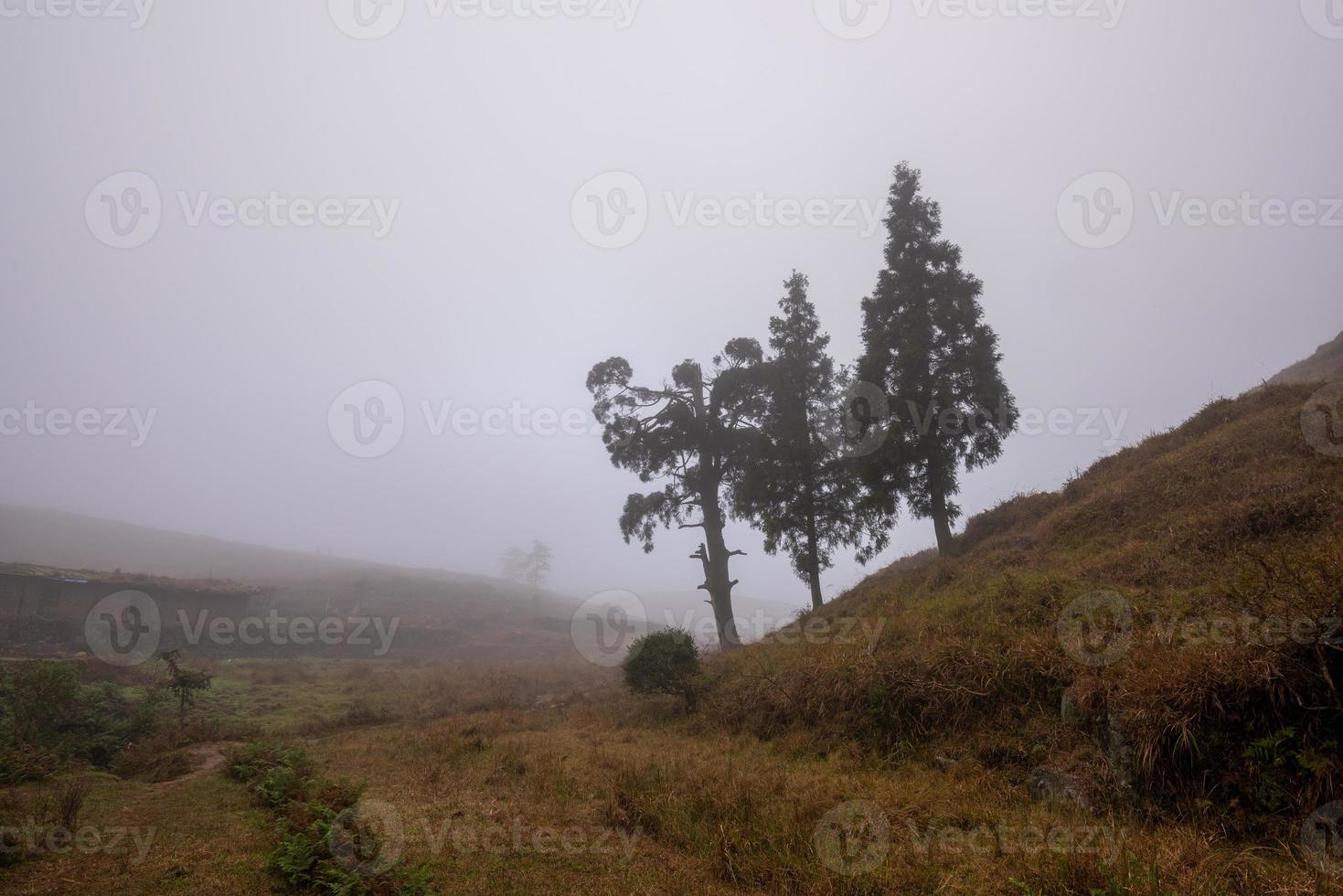 Trees in fog and yellow meadows photo