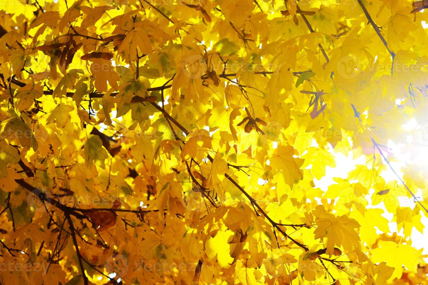 Yellow, orange and red autumn leaves in beautiful photo