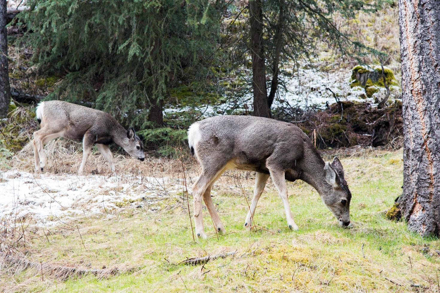 dos ciervos jóvenes en un bosque, comiendo hierba. Parque Nacional Banff, Alberta, Canadá foto