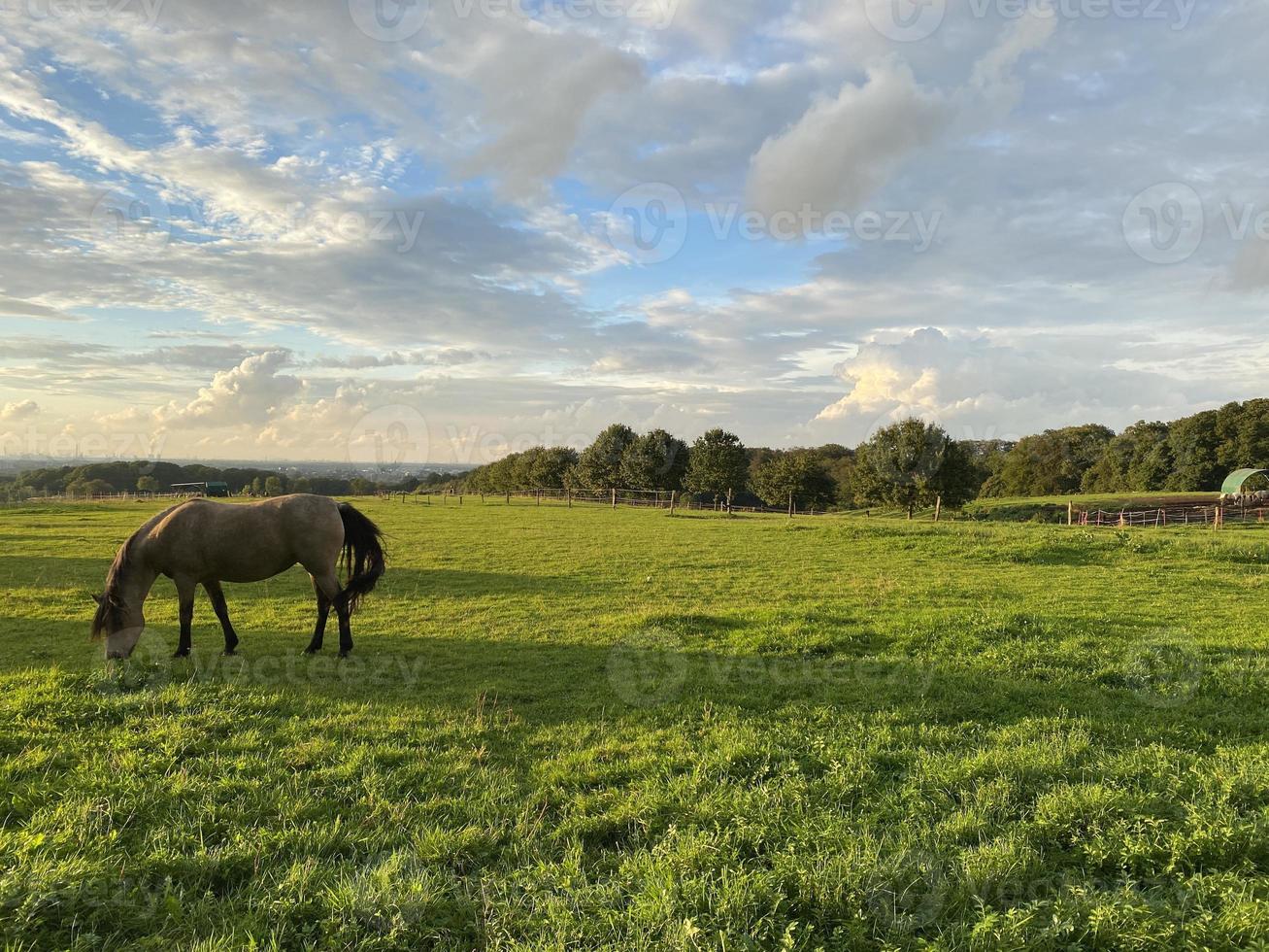 paisaje de campo con caballo sobre césped verde foto