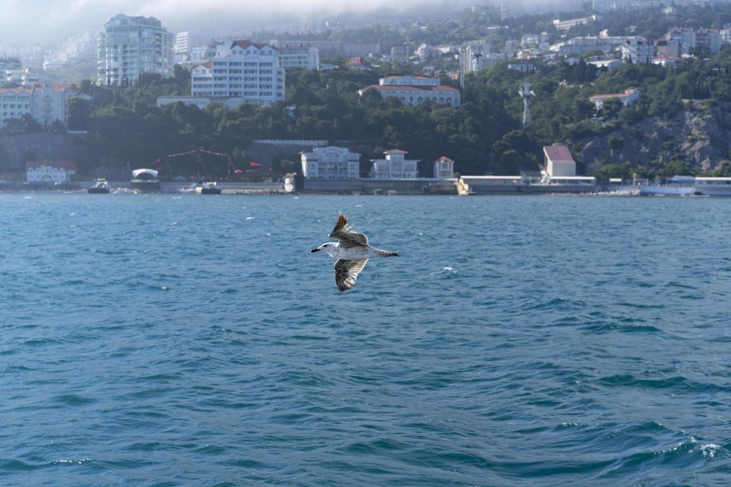 Seascape with a flying seagull on the background of the coastline. Yalta photo