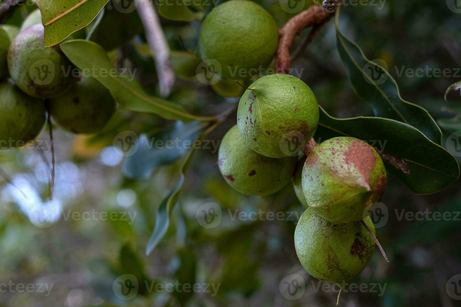 Grupo de nueces de macadamia en su árbol en la plantación de fondo borroso foto