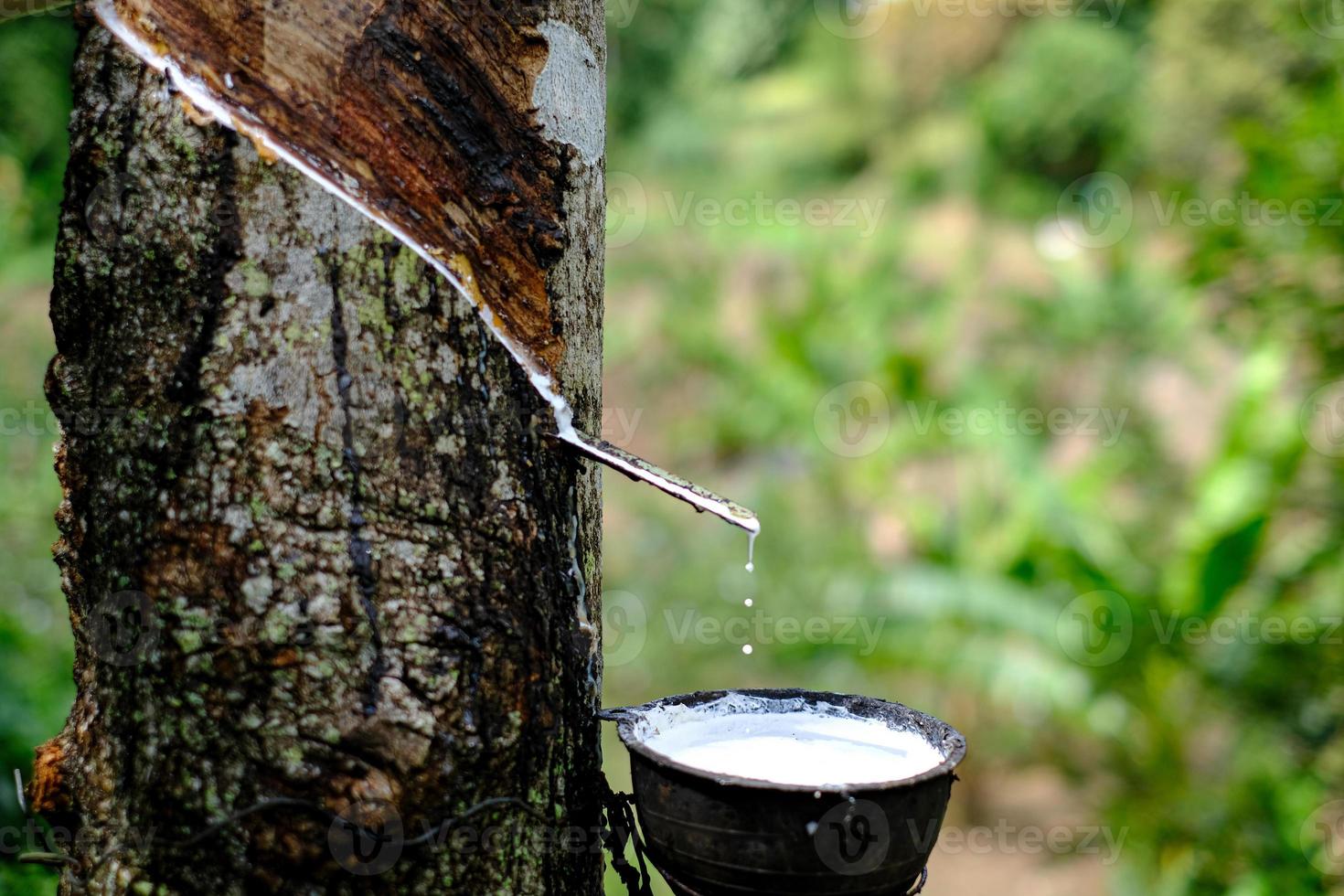 Fresh milky Latex flows into a plastic bowl in from para rubber tree photo