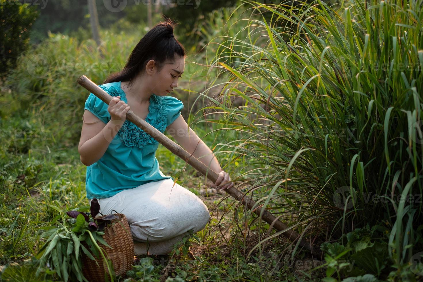 Lifestyle of rural Asia woman digging up lemongrass on a garden, Growing organic vegetables herself concept, Asian women in the field of countryside Thailand photo