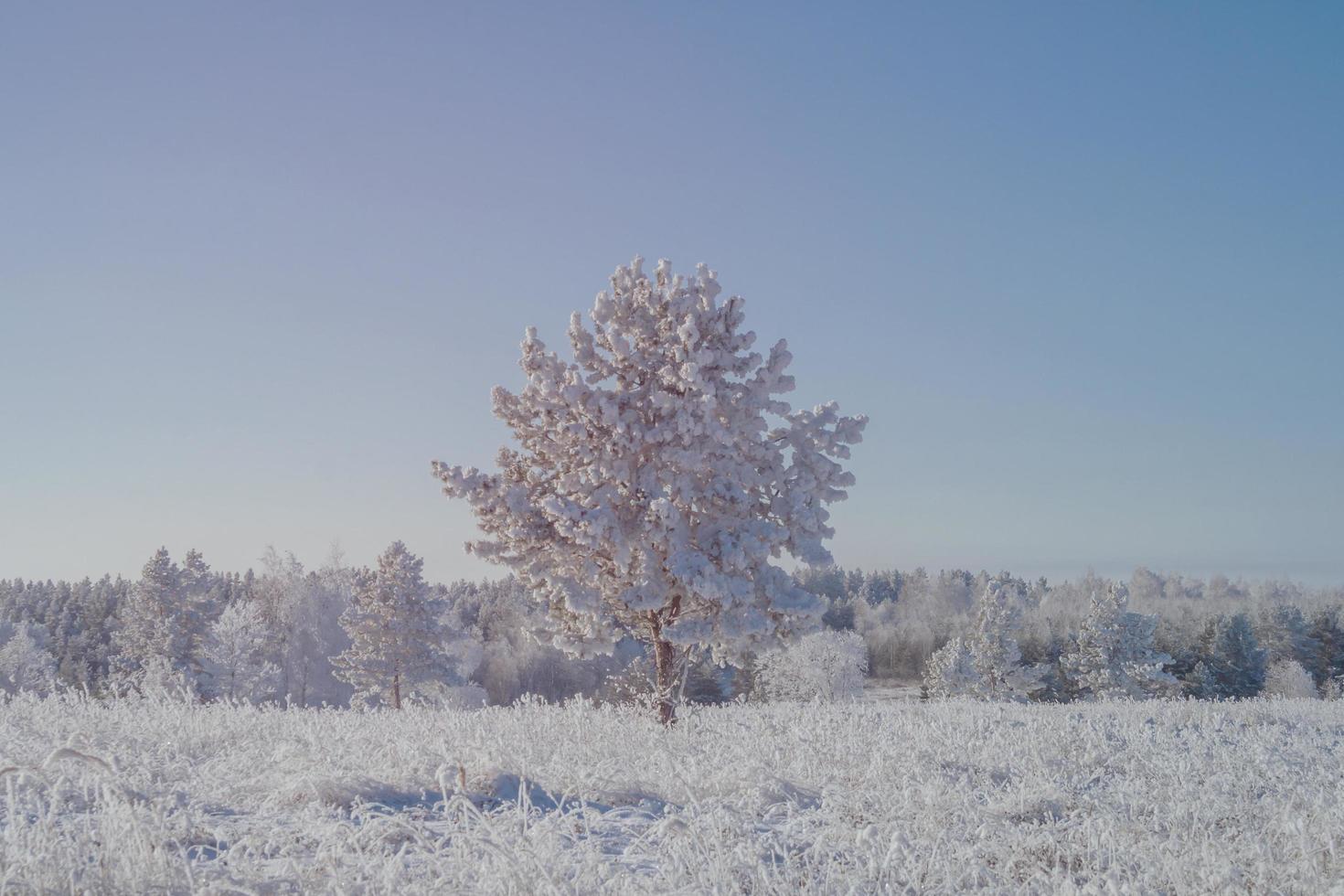 Young pine in the meadow after the first snow. photo