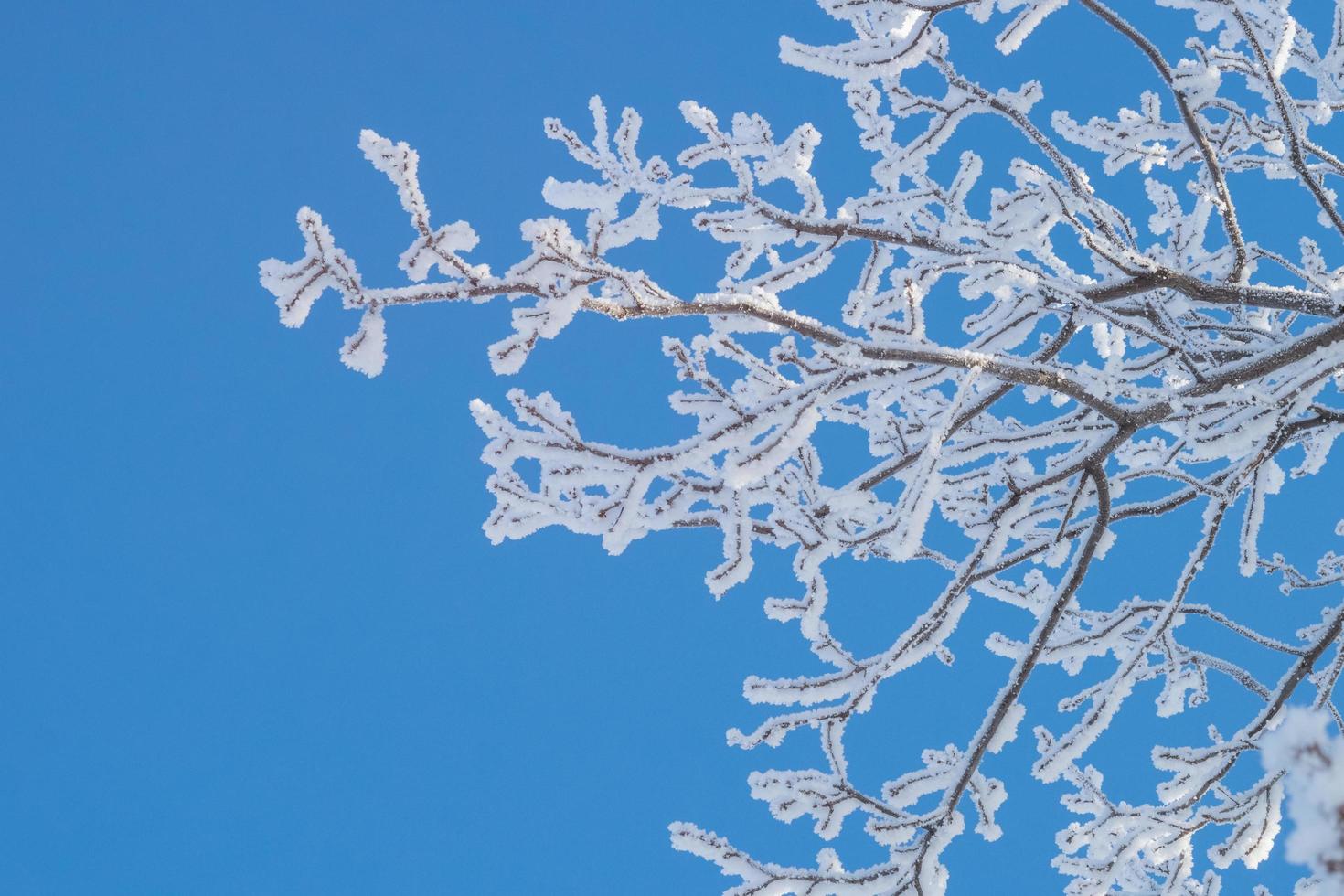 Branch covered with frost on a frosty clear day. photo