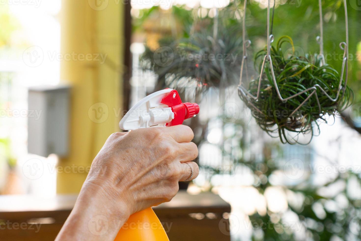 close up hand of senior woan using foggy spray bottle to water plant at home photo