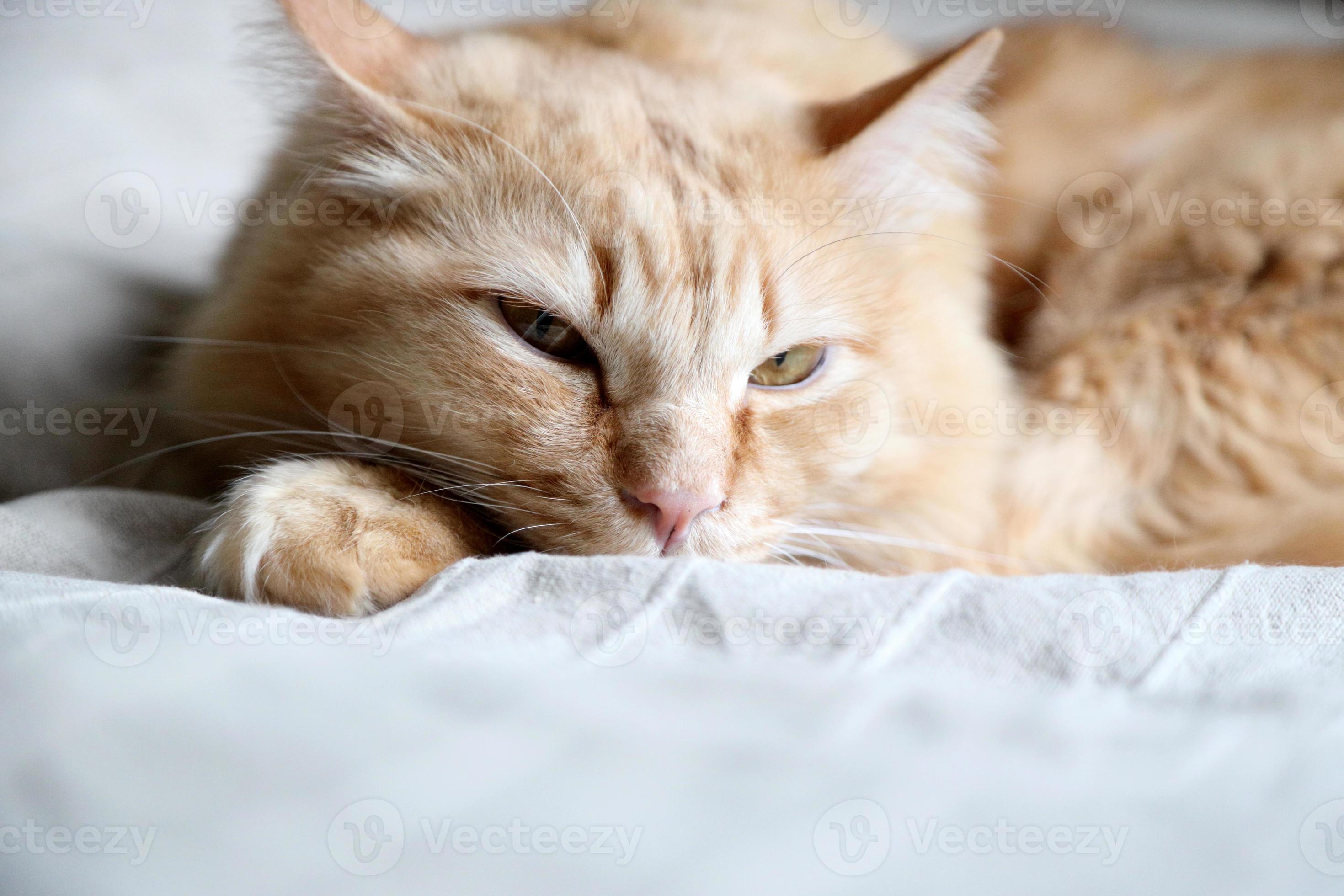 Lazy Ginger Cat 3736185 Stock Photo at Vecteezy