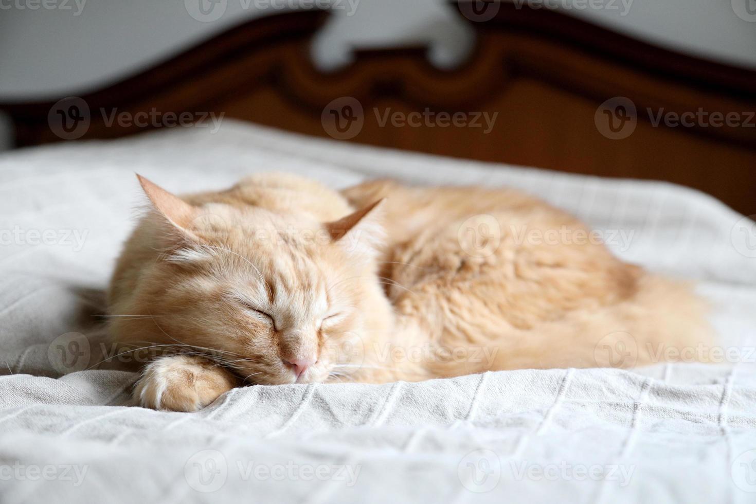 Lazy Ginger Cat 3736188 Stock Photo at Vecteezy