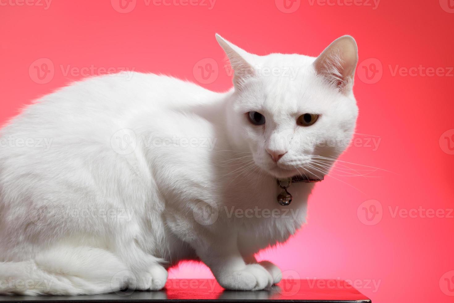 joven gato blanco foto