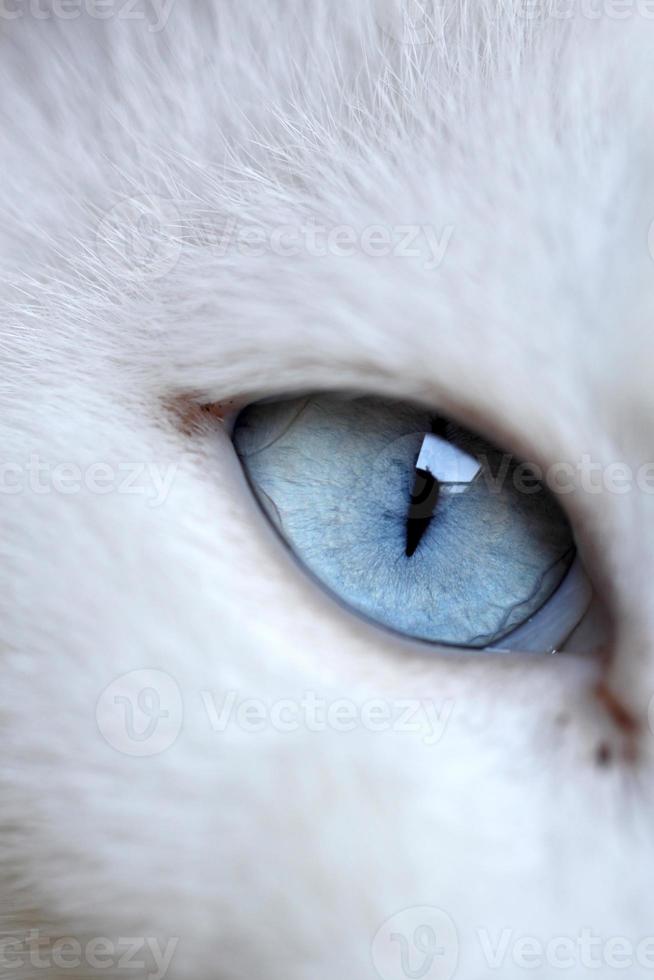 ojos de gato foto