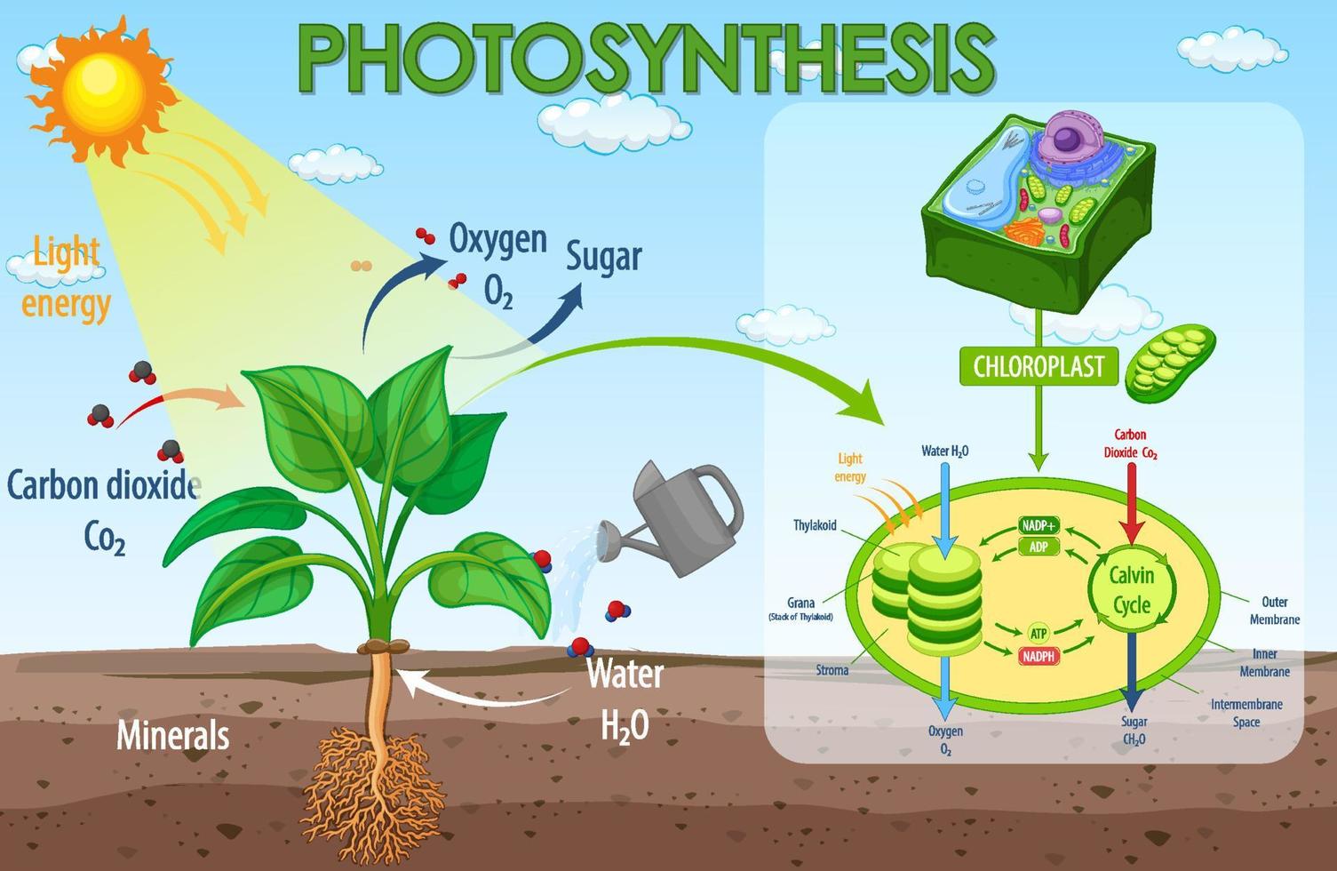 Diagram showing process of photosynthesis in plant vector