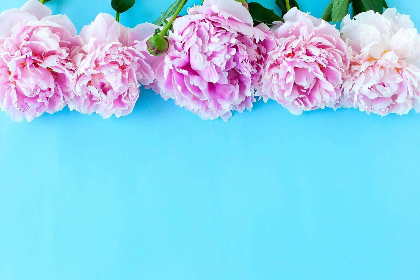 ramo de rosas arbustivas sobre un fondo azul. espacio para copiar. espacio  para texto. 3736839 Foto de stock en Vecteezy