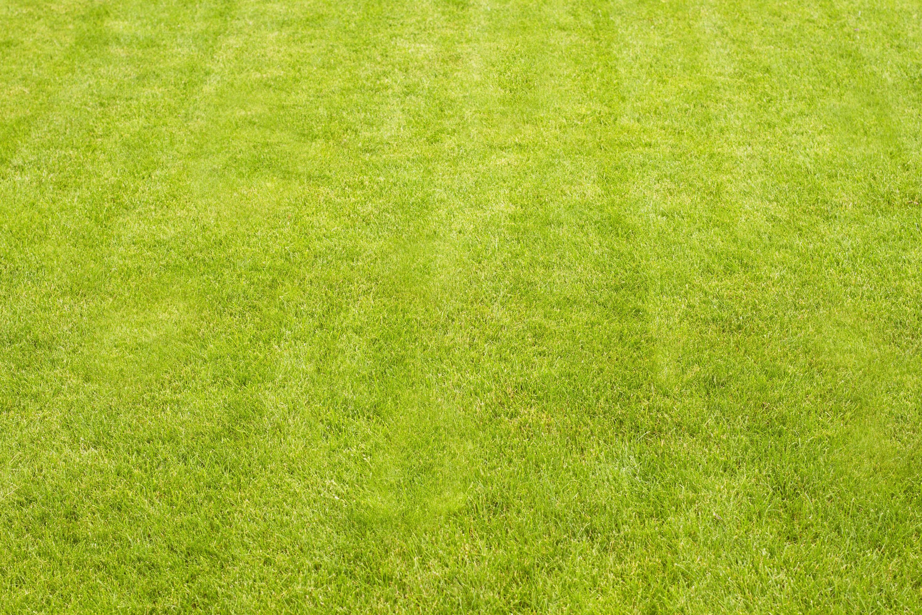 Green grass background copy space mock up top view 3737231 Stock Photo at  Vecteezy