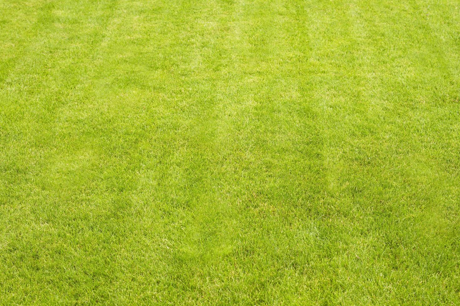 Green grass background copy space mock up top view photo