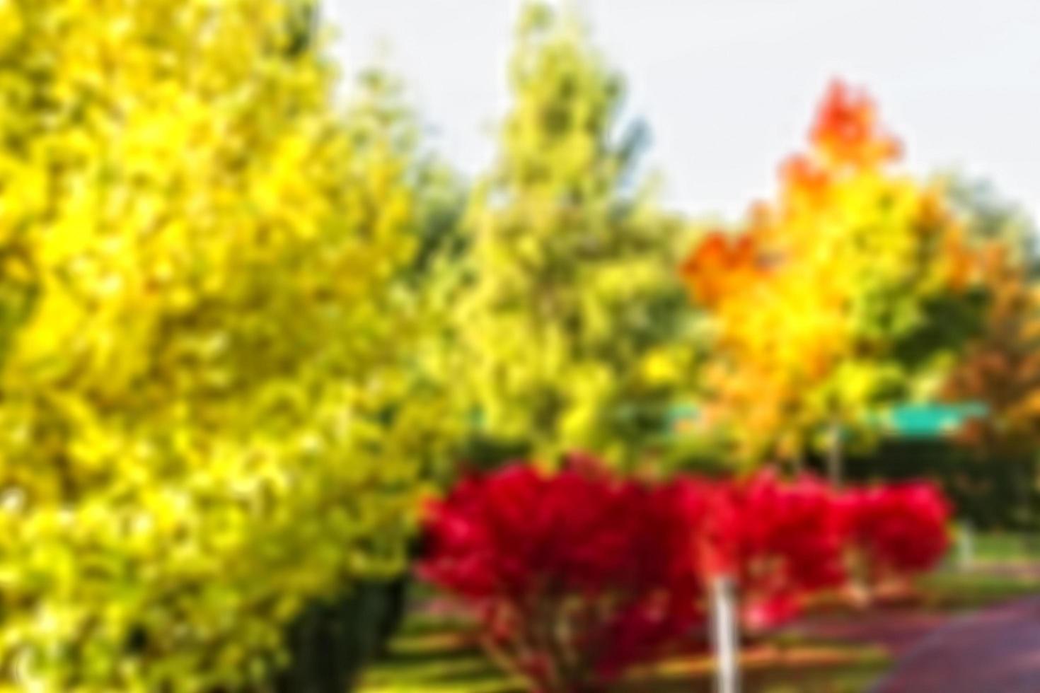 Blur background coloured forest, autumn concept,copy space photo