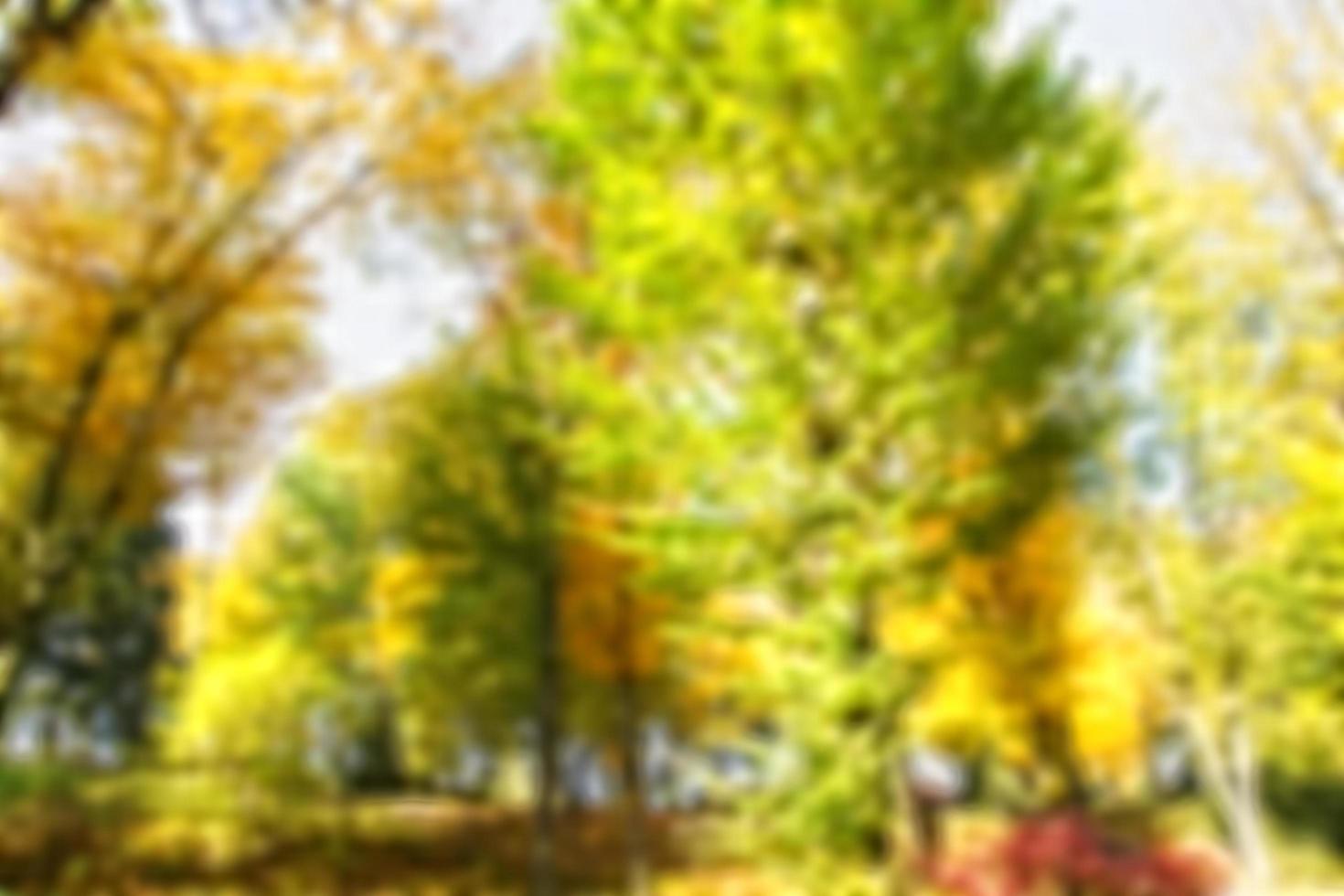 Blur background coloured forest, autumn concept,copy space photo