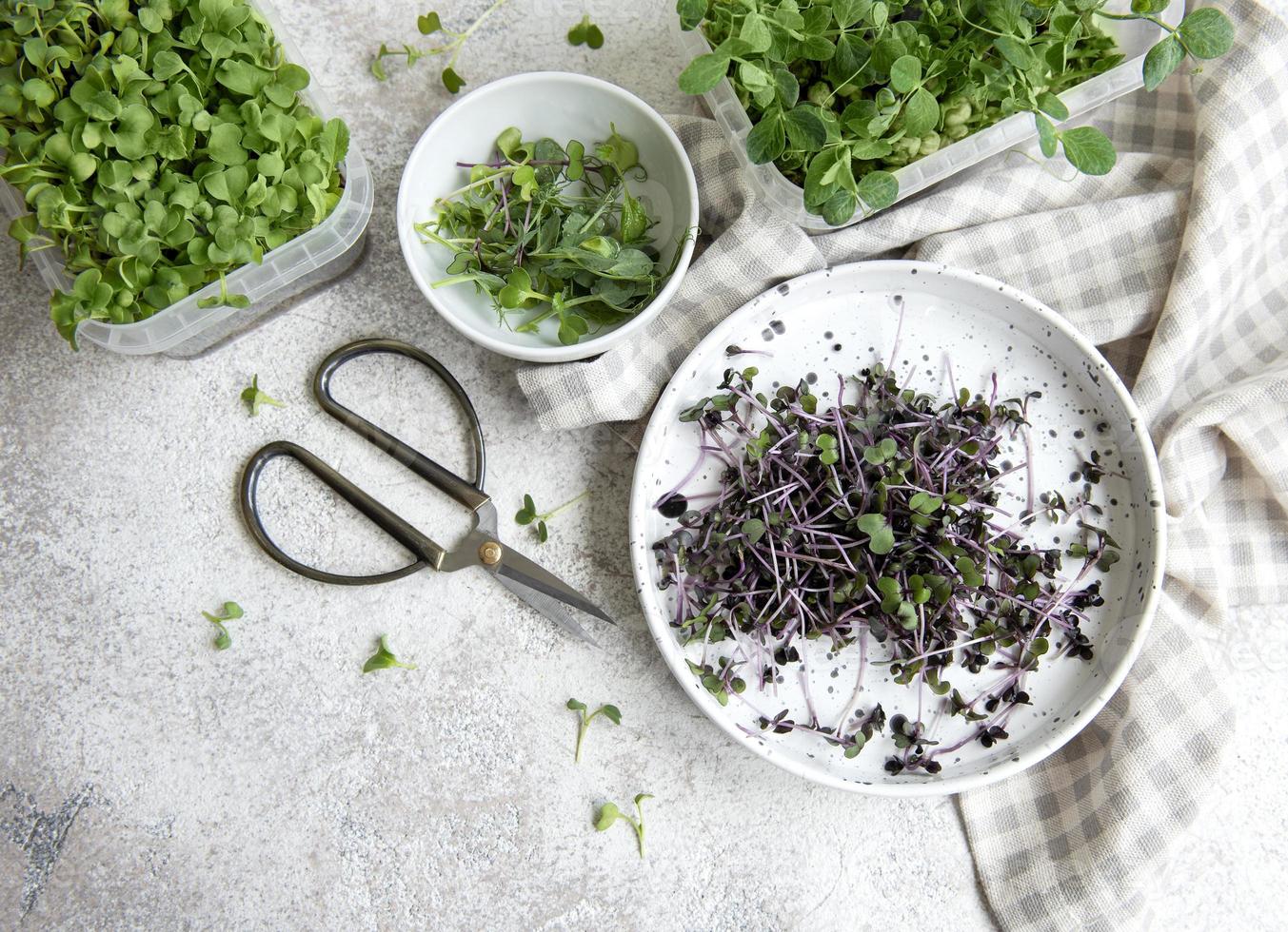 Assortment of micro greens on wooden table photo