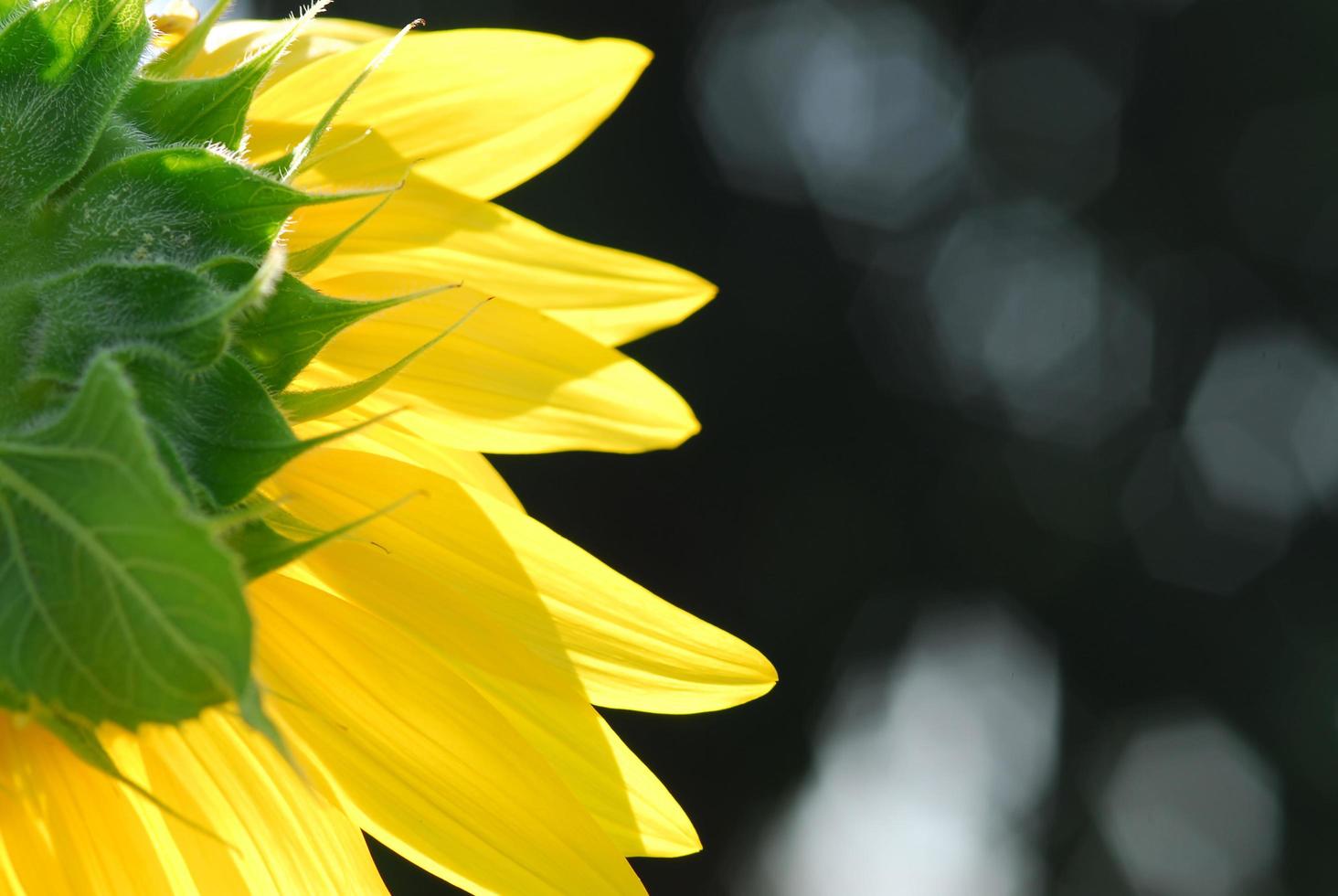 Sunflower young bud blooming, macro, close up photo