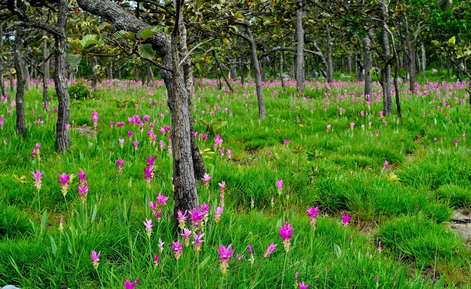 hermosos tulipanes silvestres de siam que florecen en la jungla en la provincia de chaiyaphum, tailandia. foto