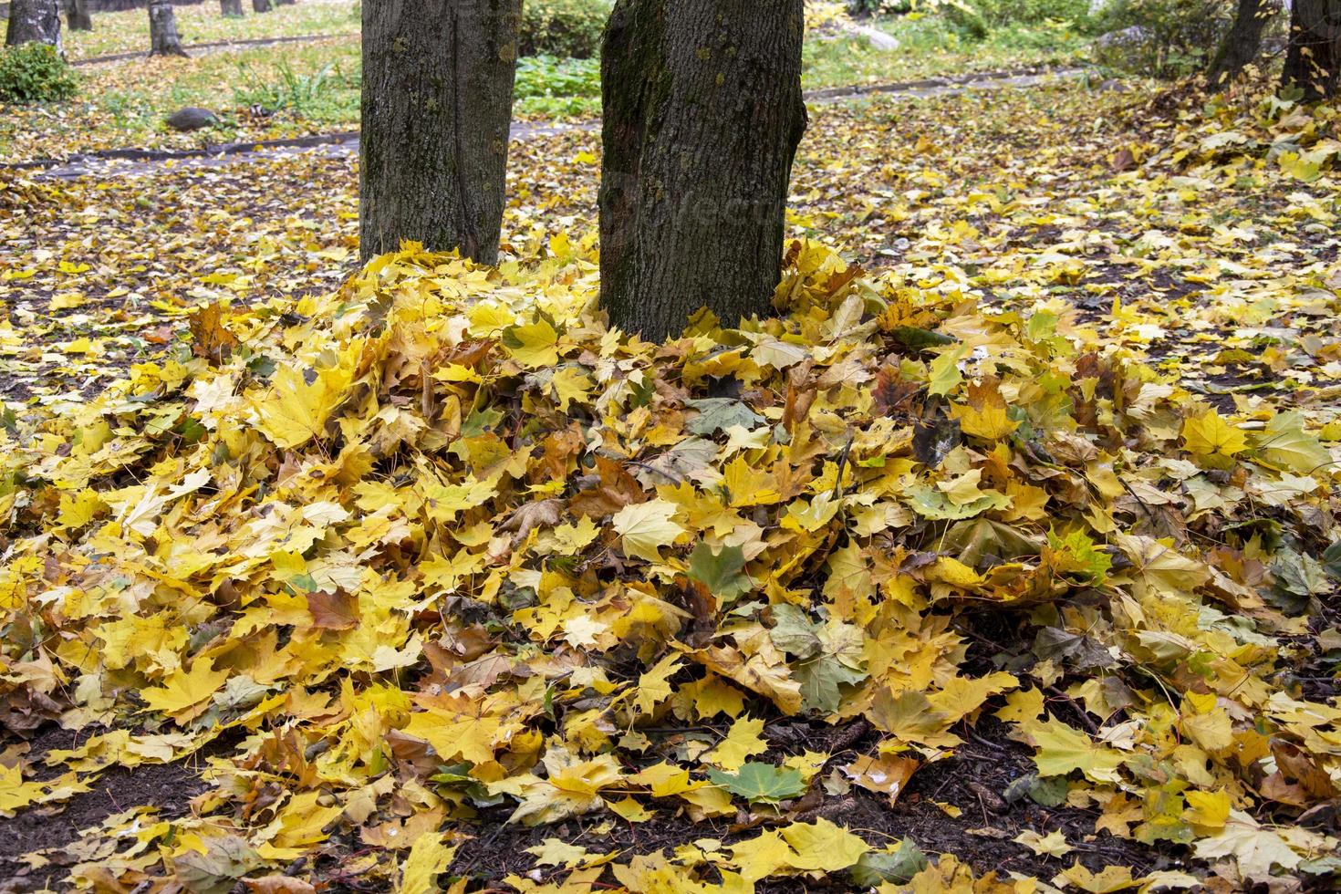 los troncos de los árboles están cubiertos de hojas caídas. hojas de otoño. foto