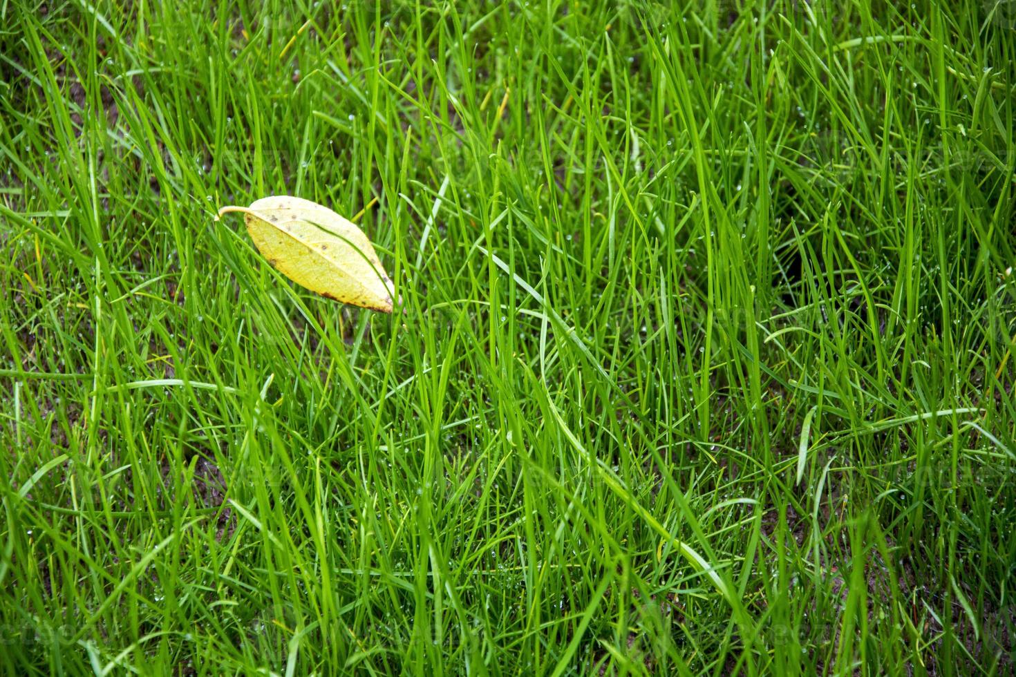 Yellow leaf on green lawn grass. photo