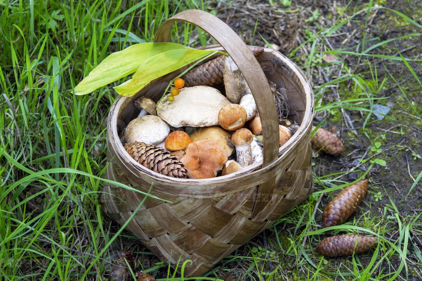 Basket with mushrooms. Collecting edible mushrooms in the forest. photo