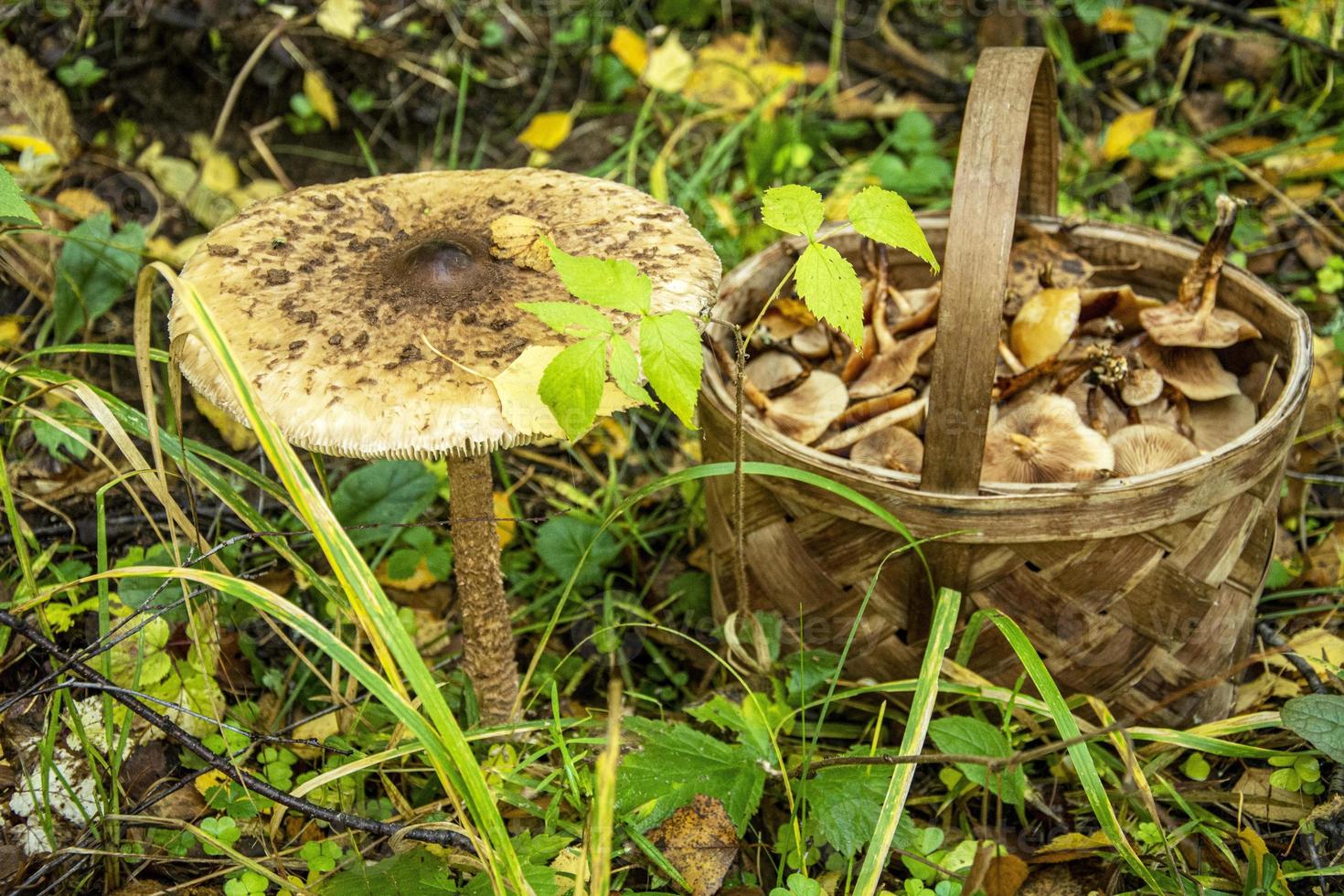 un hongo grande cerca de la canasta. recolectando agáricos de miel en el bosque. foto