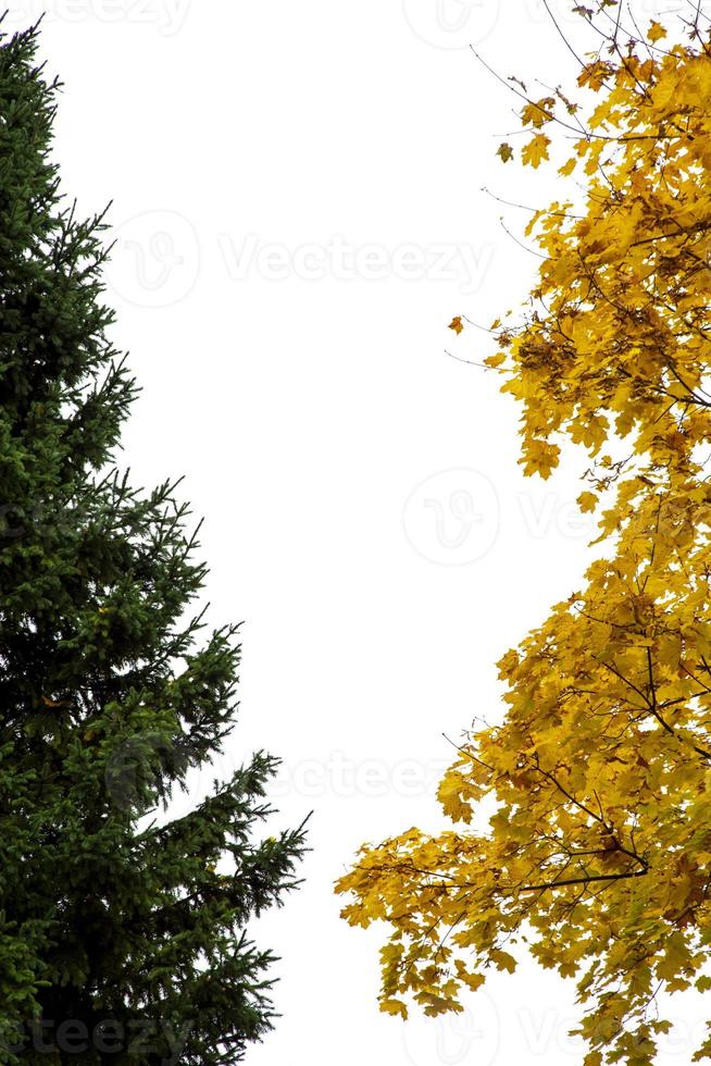 Green Christmas tree and tree with yellow foliage. Two different colors. photo