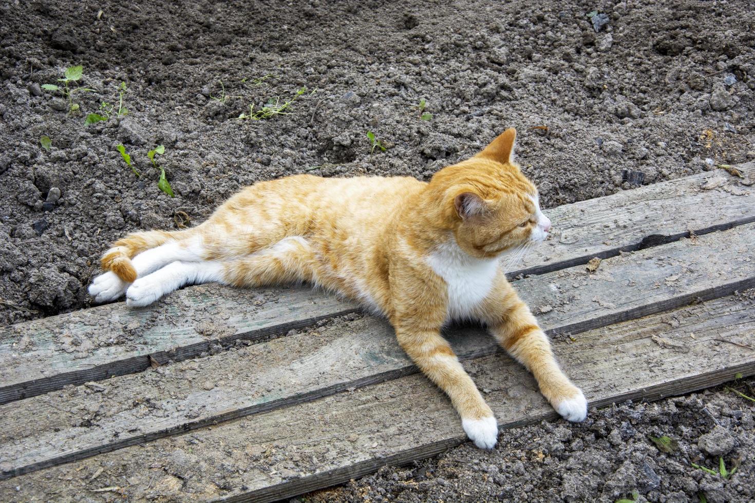 gato de jengibre en el jardín. el gatito descansa sobre tablas de madera. foto