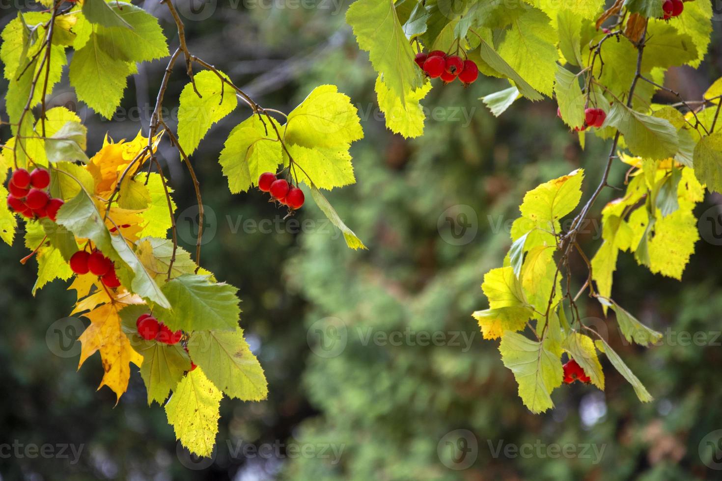 Hawthorn berries on a blurred background. Hawthorn with red berries and green leaves in autumn. photo