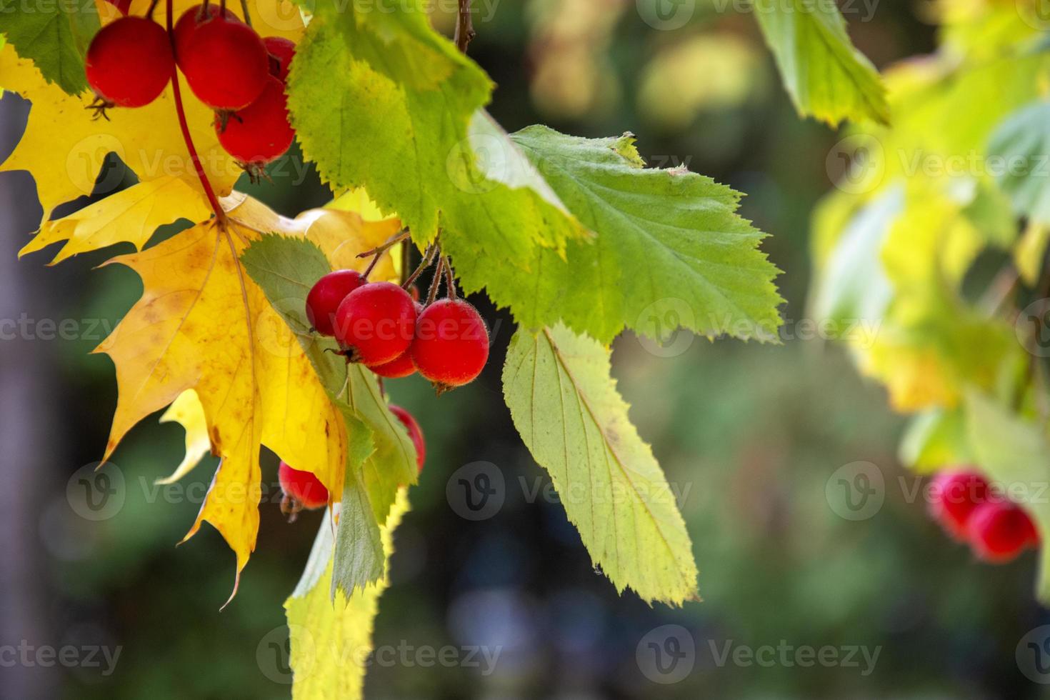 Hawthorn on a blurred background. Natural background with a green branch with berries. photo