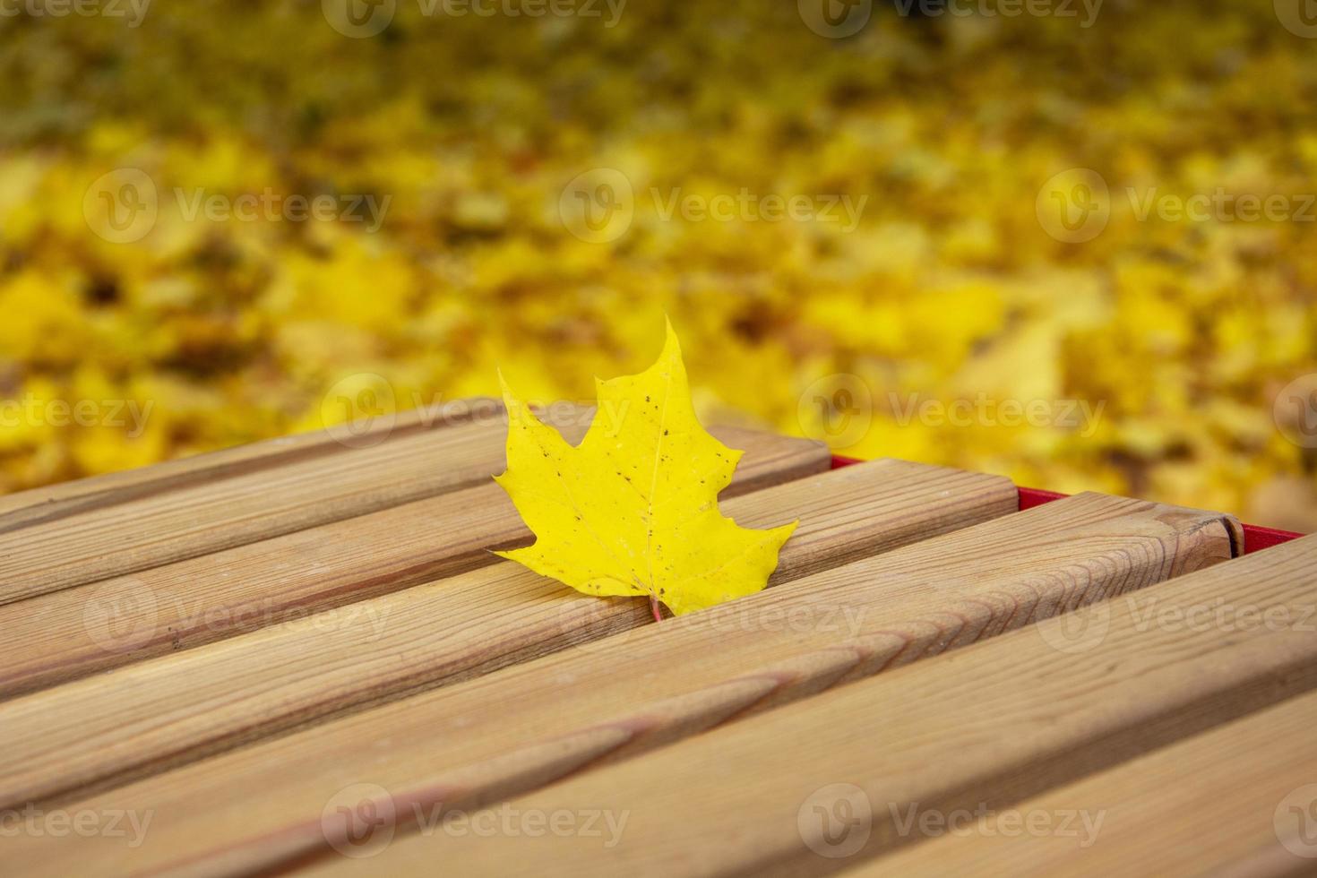 Maple yellow leaf on the bench. photo